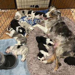 Dutchess - Australian Shepherd