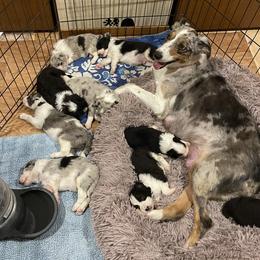 Dutchess - Australian Shepherd
