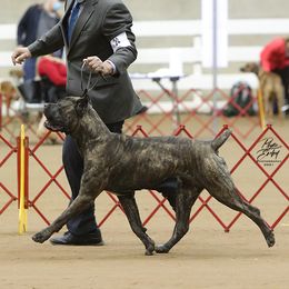 Ada - Cane Corso