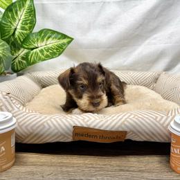 Crete - Liver male Miniature Schnauzer puppy in Huntington, Utah from Schnauzers on Robinson Lane