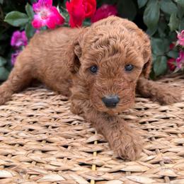 Purple - Red  female Goldendoodle puppy in Caldwell, Idaho from Idaho Mini Doodles
