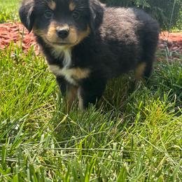 Zoe - Black tri female Miniature Australian Shepherd puppy in Vincennes, Indiana from Whispering Miniature Aussies