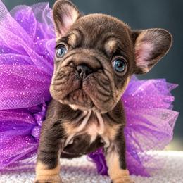 Mochi-Tiny Paws, Sweetest Heart - Tricolors female French Bulldog puppy in Porter, Texas from Whatabulldog