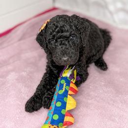 Onyx - Black female Goldendoodle puppy in Glendale, Arizona from CocoLove Doodles
