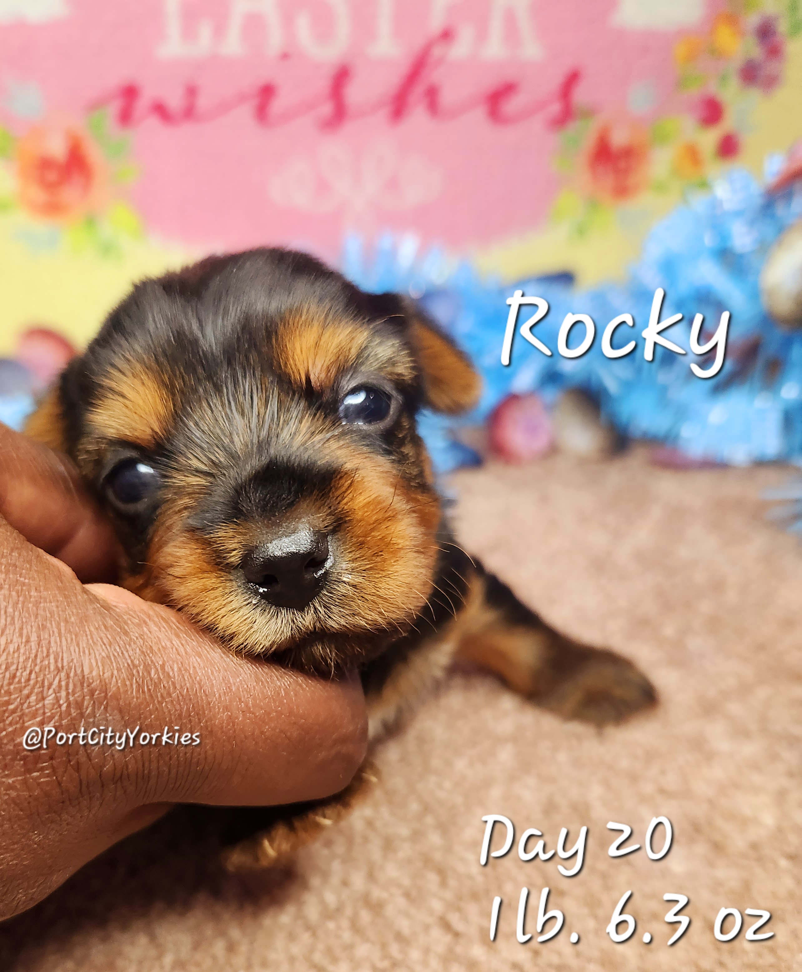 Yorkshire Terrier Puppies from Port City Yorkies LLC