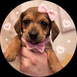 Sophie - Wild boar female Dachshund puppy in Proctor, Montana from Blue Star Dachshunds