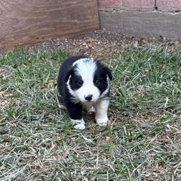 Licorice - Black and white male Border Collie puppy in Mckinney, Texas from Border Collies of Ruidoso