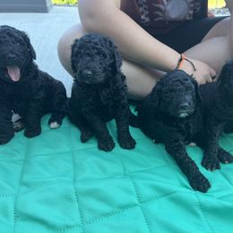 Bernedoodle Puppies from Krissy's Bernedoodles