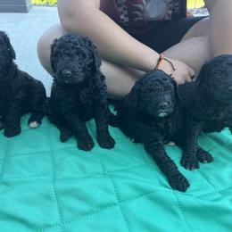 Bernedoodle Puppies from Krissy's Bernedoodles