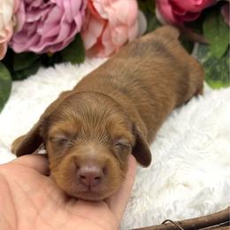 Gatlin - Dapple male Dachshund puppy in Exeter, California from Sawtooth Miniature Dachshunds