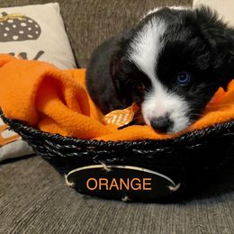 Miniature Australian Shepherd Puppies from Arch Hill Mini Aussies