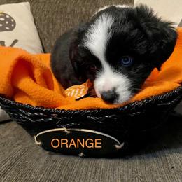 Miniature Australian Shepherd Puppies from Arch Hill Mini Aussies