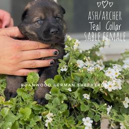 Sable Female - Sable female German Shepherd puppy in Carlisle, Arkansas from Roanwood German Shepherds