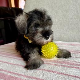 Lady Yellow (reserved) - Salt and pepper female Miniature Schnauzer puppy in Wildomar, California from My Angel Schnauzers