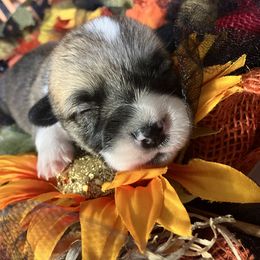 American Corgi and Pembroke Welsh Corgi Puppies from Cascadian Space Coast Corgis LLC