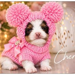 Cherie - Chocolate, tan and white female Yorkshire Terrier puppy in Warren, Michigan from Danielle's Yorkie Babies