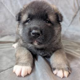 AKC Koda - Black male Akita puppy in Tombstone, Arizona from WeVolution Off-Grid