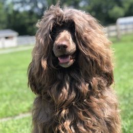 Miss Kitty - Portuguese Water Dog