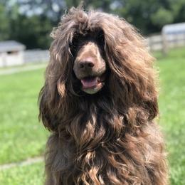 Miss Kitty - Portuguese Water Dog