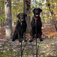 Curly-Coated Retrievers from Harvest Moon