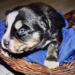 Vernie - Black and white male Pomsky puppy in Wisconsin from Summer's Pomskies