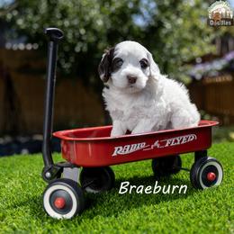 Braeburn aka Brae - Chocolate male Australian Labradoodle puppy in Cashmere, Washington from Mountain Home Doodles