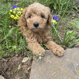Cockapoo and Poodle Puppies from Kathy Maize