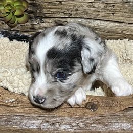 Miniature Australian Shepherd Puppies from Helm Farms Aussies