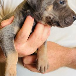 Blue male 1 - Blue male Great Dane puppy in Devine, Texas from Texas Devine Danes & Aussies
