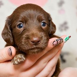 Moo Moo Chocolate Male - Chocolate male Dachshund puppy in Trade, Tennessee from TN Miniature Dachshunds & Basset Hounds