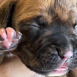 Boy 1 - Brindle Boxer puppy in Wichita Falls, Texas from Grammy’s Boxer Babies