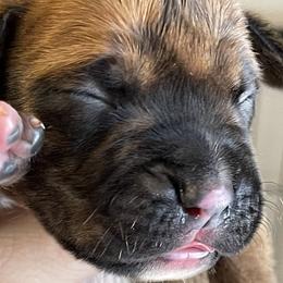 Boy 1 - Brindle Boxer puppy in Wichita Falls, Texas from Grammy’s Boxer Babies