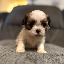 Alexis - Sable and white female Shih Tzu puppy in Atoka, Oklahoma from Boggy Depot Cavaliers & Friends
