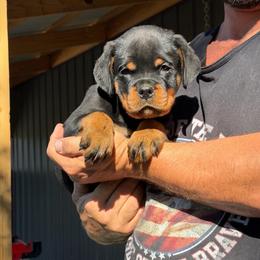 Yellow boy - Black and mahogany male Rottweiler puppy in Lyons, Indiana from White River Rottweilers