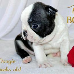 Boy 3-Doogie - Black and white male Boston Terrier puppy in North Central, Vermont from Windy Valley’s Bostons