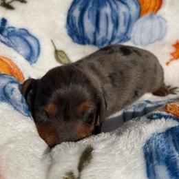 Poppy - Dapple male Dachshund puppy in Humphreys, Missouri from Foster’s Dachshunds