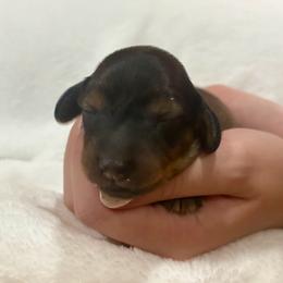 AKC shaded red female - Sable female Dachshund puppy in Ozark, Alabama from Honey Hill Dachshunds