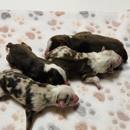 Miniature Australian Shepherd and Toy Australian Shepherd Puppies from Lowery’s Little Aussies