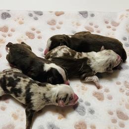 Miniature Australian Shepherd and Toy Australian Shepherd Puppies from Lowery’s Little Aussies