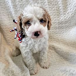 Yellow Saturn - Tri-color male Cavapoo puppy in Casa Grande, Arizona from Curls and Camo Pups