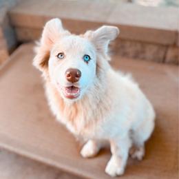 Finch - Merle male Pomsky puppy in Cleveland, Ohio from Lake Point Pomskies