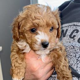 Kira - Red female Havapoo puppy in Loveland, Colorado from Littledoodles2love