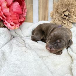 Shiloh - Red and rust female Doberman Pinscher puppy in Boyd, Texas from Team Feem Breeders