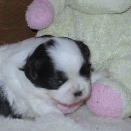 Shih Tzus from Karla Sauer's Shih Tzus
