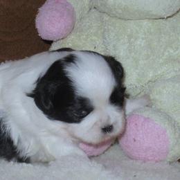 Shih Tzus from Karla Sauer's Shih Tzus