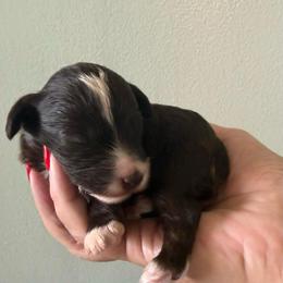 Mable - Liver female Miniature Schnauzer puppy in Brundidge, Alabama from Deez Pups Magnificent Schnauzers