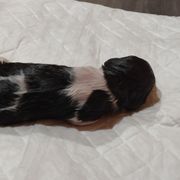 Boy 5 - Kleine Munsterlander puppy in Farmington Hills, Michigan from von den Großen Seen kennel