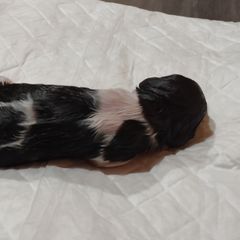 Boy 5 - Kleine Munsterlander puppy in Farmington Hills, Michigan from von den Großen Seen kennel