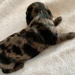 Boy 2 - Dapple male Dachshund puppy in Pryor, Oklahoma from MJ Lil’ Cherokee Paws