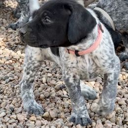 German Shorthaired Pointer and Russell Terrier Puppies from Charnobragan Acres